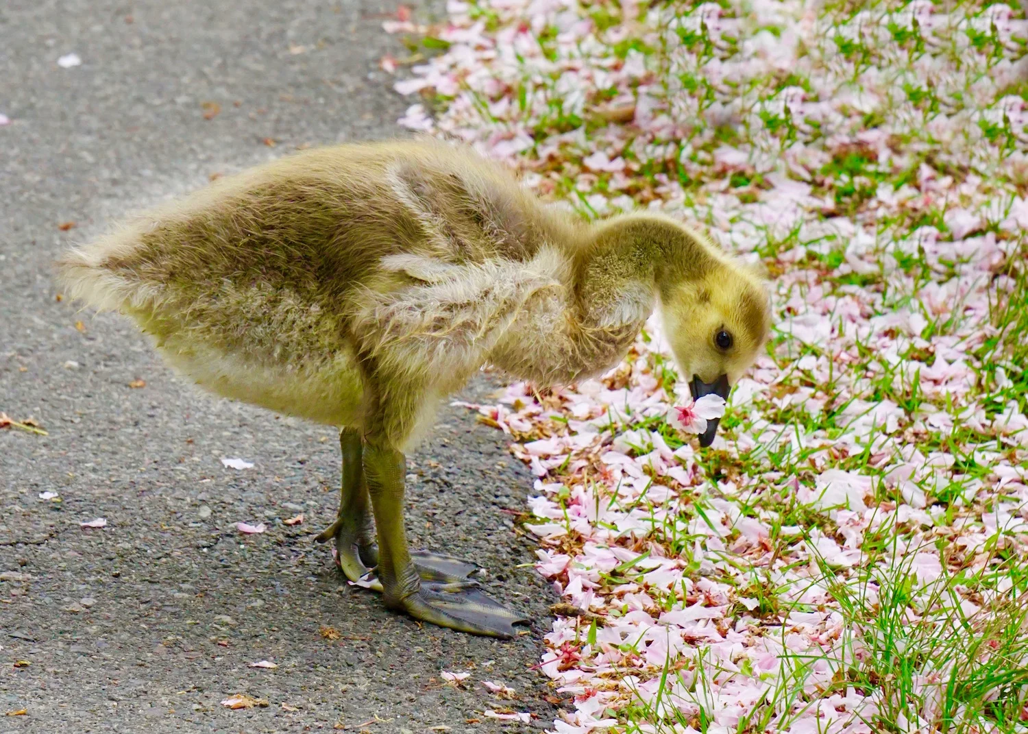 Duckling with blossom