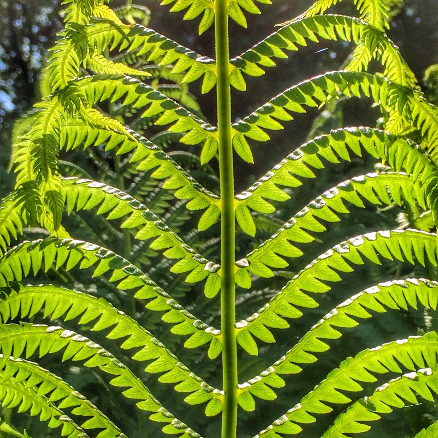 ©suzannemerritt 2018