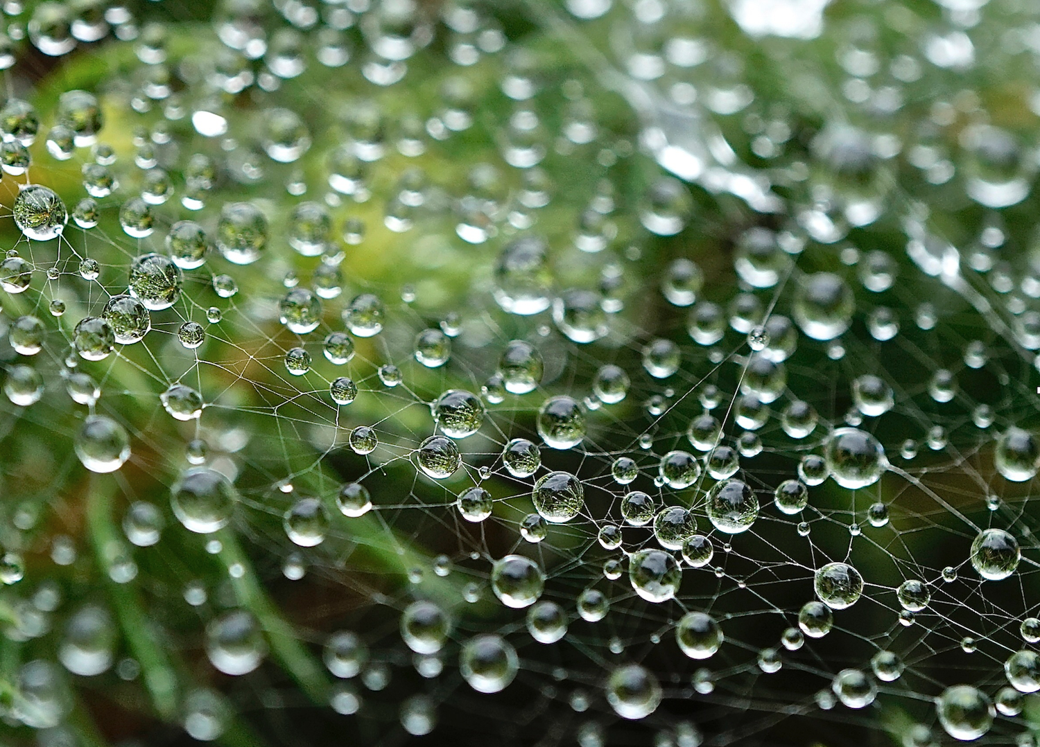 spider web suzanne merritt.jpg