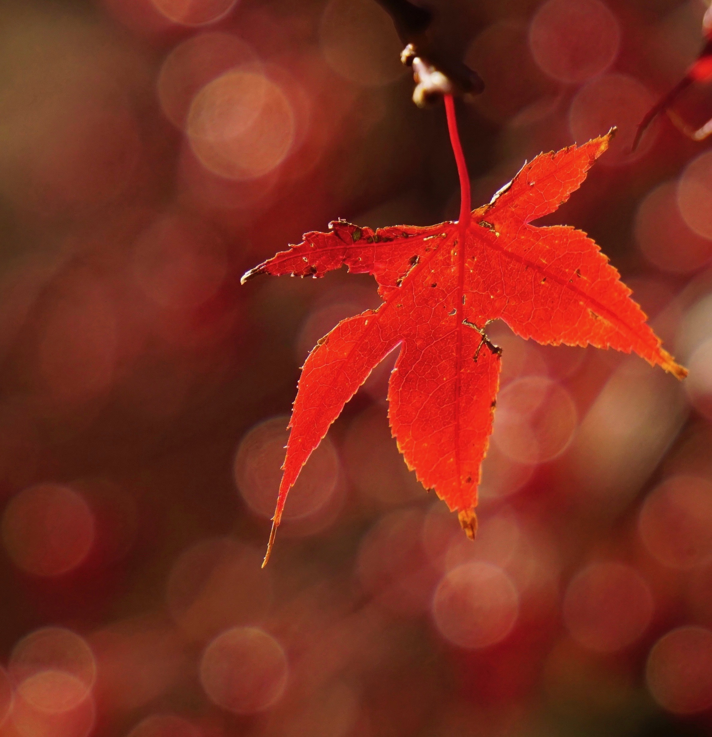  The last leaf 