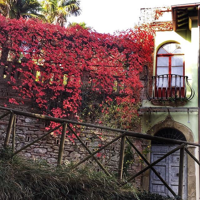 Italy day 6. Yes New England fall is nice but Italy offers colors and textures that are a visual feast. Enjoying every moment. #fall #italy #photography #naturephotography #curioussoulphotoschool #suzannemerritt #red #colors #textures #panicale #ston