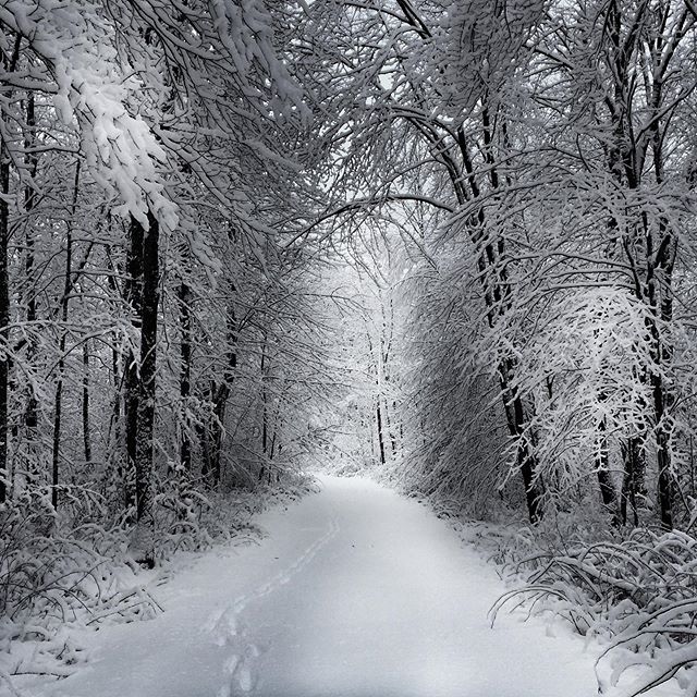 Path into the woods. Fresh snow,stillness, winter beauty. #snow #forest #treesofinstagram #path #pennsylvaniaisbeautiful #mindful #walk #photographyworkshop #poconosmountains #snowstorm2019 #suzannemerritt #curioussoulphotoschool # blackandwhite #iph
