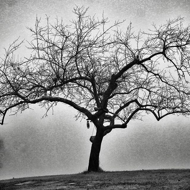 Last morning of 2019 foggy and gray. Quite beauty dawning.  Perfect spot to just be still.  #sony  #sonya6400 #blackandwhitephotography #tree #photo_minimal_ #silohuette #fog #mindfulness #mindfulphotography #curioussoulphotoschool #miksangphotograph