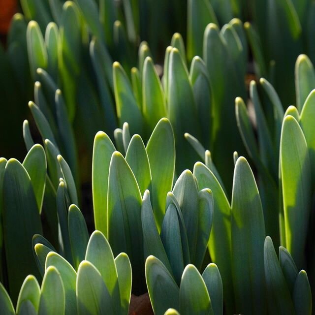 Beauty can be seen in all things, seeing and composing the beauty is what separates the snapshot from the photograph. Matt Hardy 
Love the back lit glow on these tender spring greens pushing up through the dark soil. See something of beauty every day