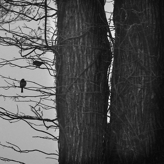 Morning conference. Foggy days have their own soft quiet beauty.  But hoping for some sun tomorrow. #beautynotcanceled #foggymorning #foggyday #trees #birds #silhouette #naturephotography #blackandwhite #curioussoulphotoschool #contemplativephotograp