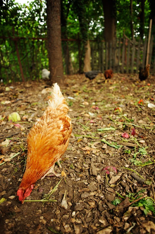 chickens6.jpg