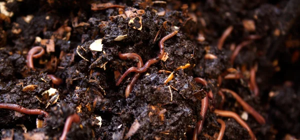 worms.jpg