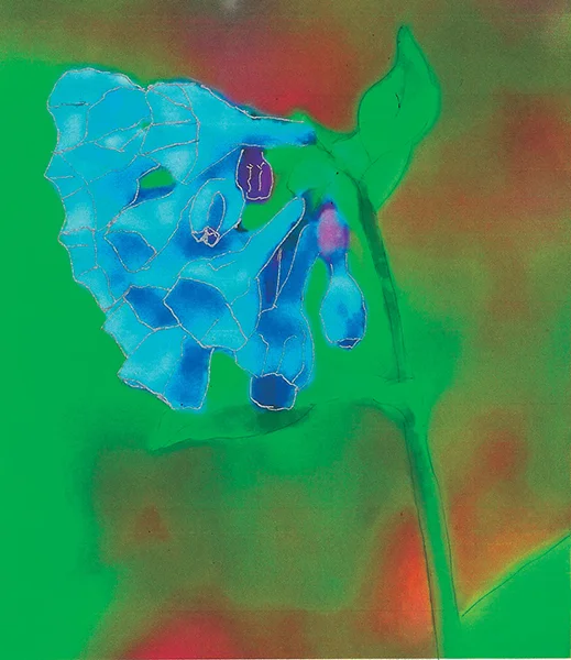 96mertensia.jpg