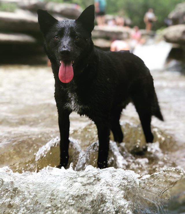 It is officially HOT out there! We have entered the dog days of summer and if you don&rsquo;t have the option of hopping in your favorite river like our friend Noche, we&rsquo;ve got you covered. Follow the link in our bio for a scientifically proven