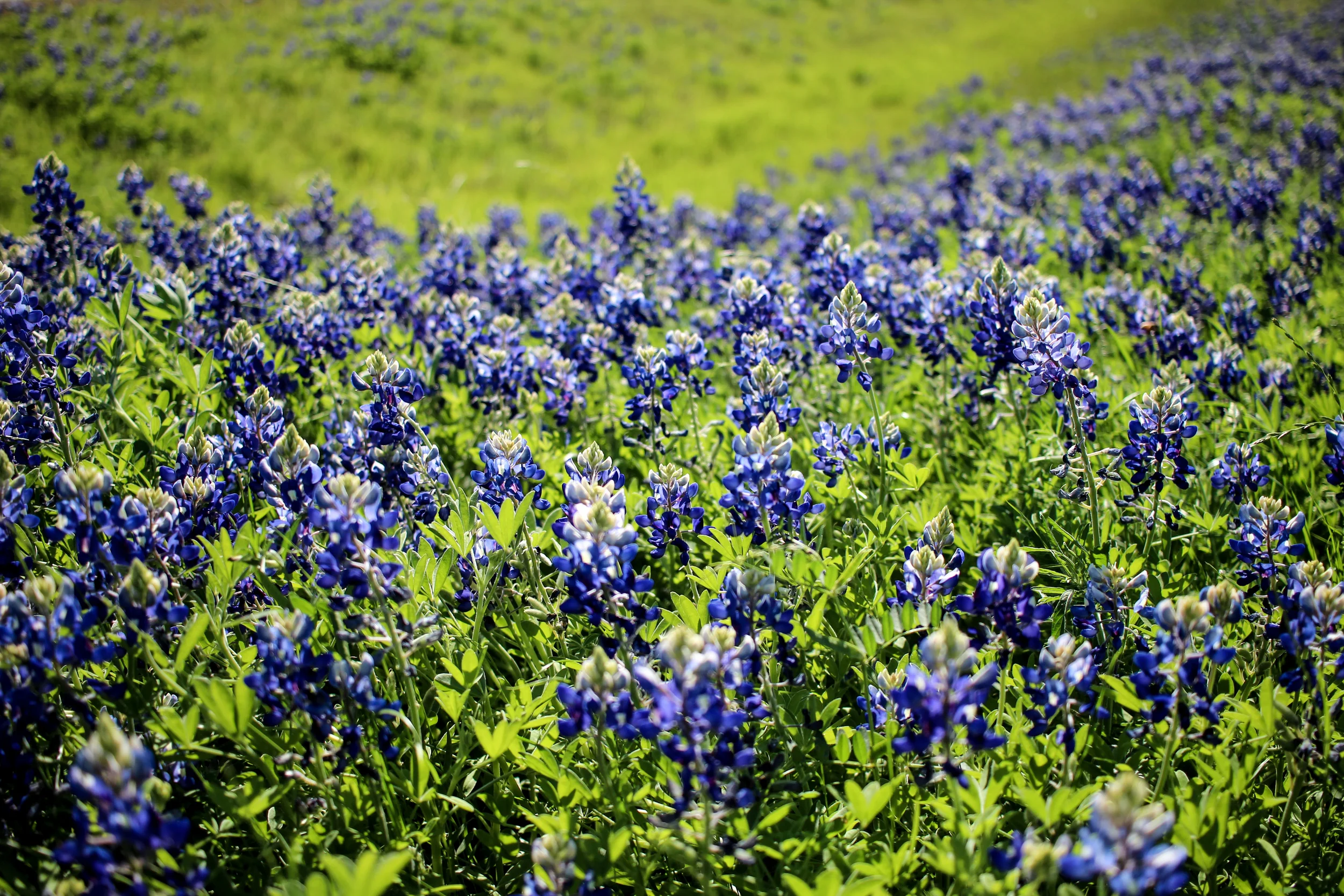 Nature-7.jpg