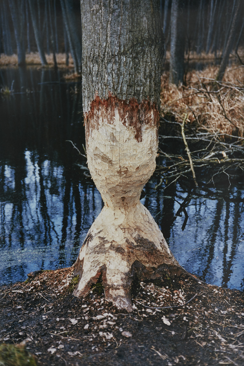 What You Never Thought You'd Find (The Beaver Tree) , 2015 C-Type Hand Print 114 x 76 cm