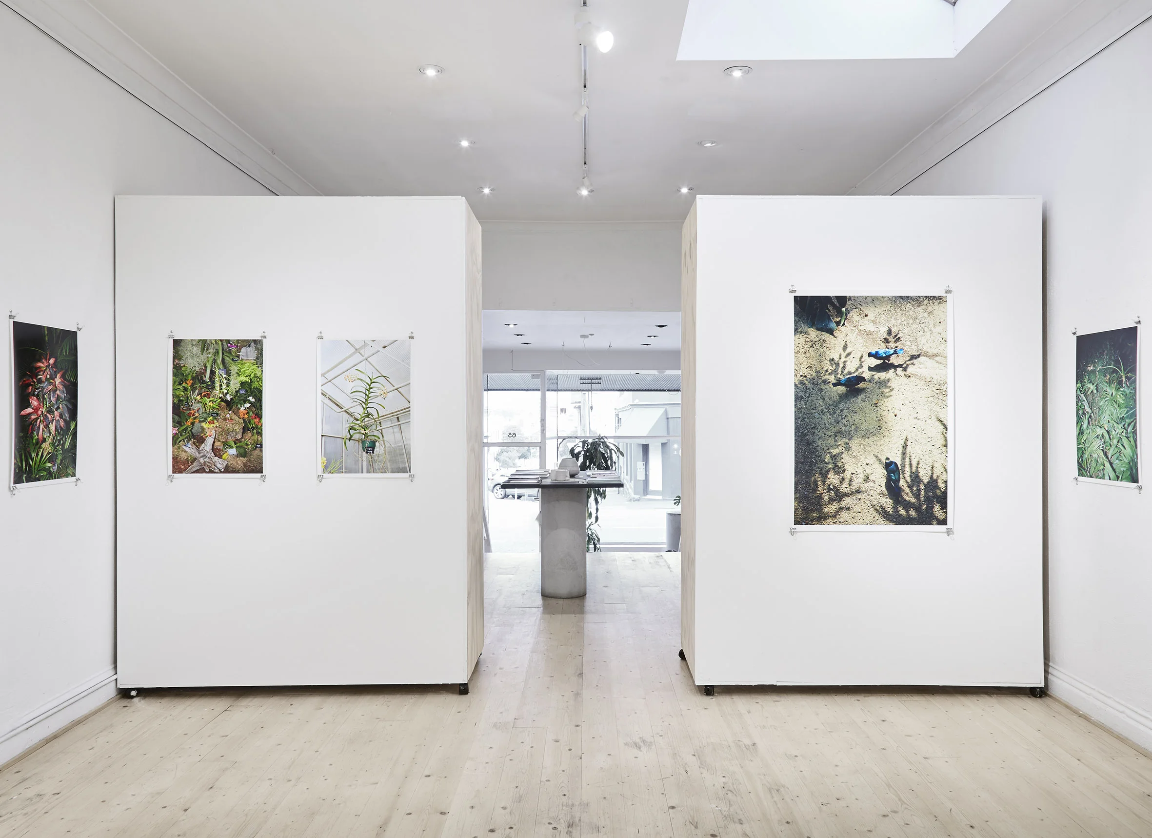 ©_Henry_Trumble-IMPOSSIBLE-PLANTS-Install-01.jpg
