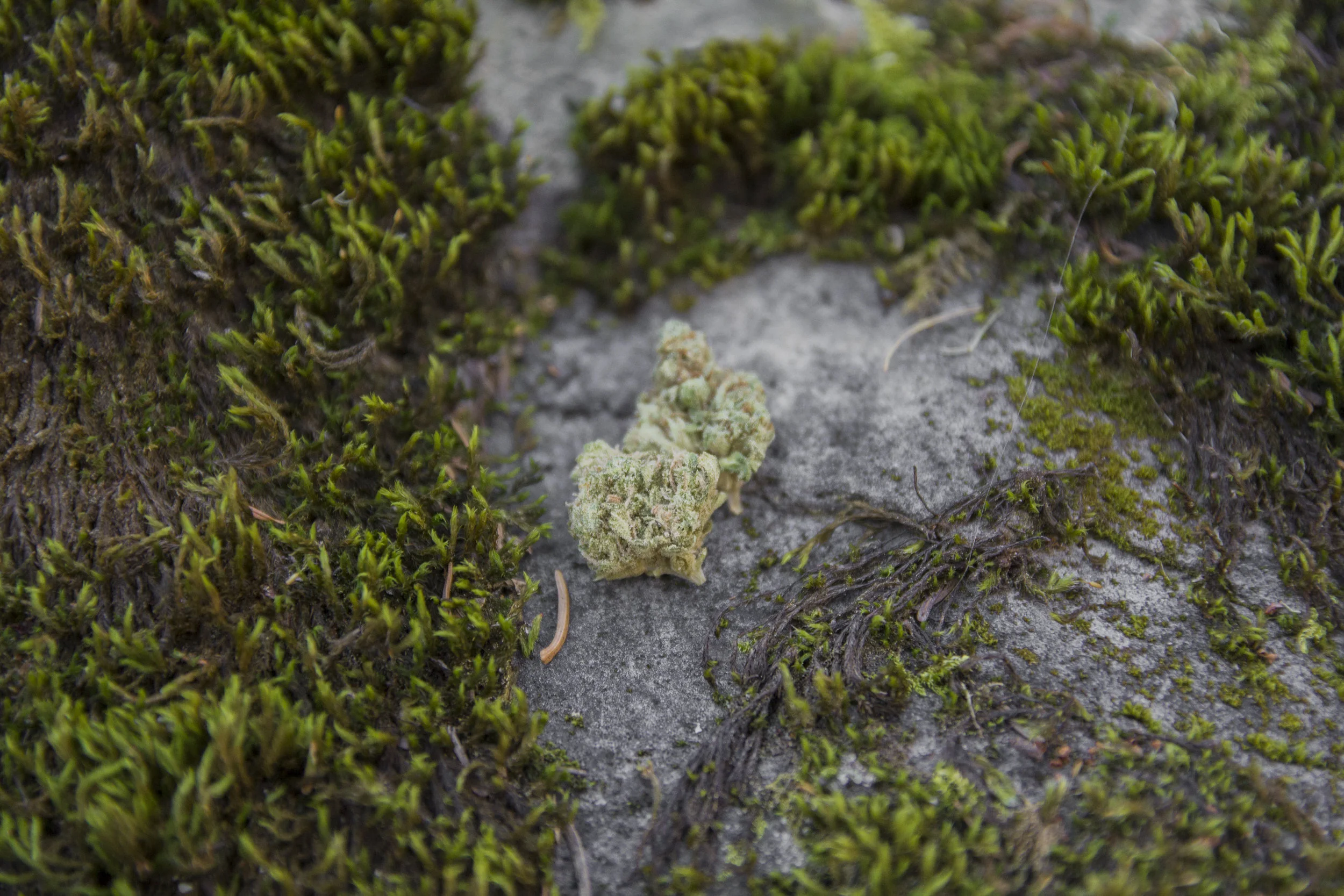 Nugs in Nature