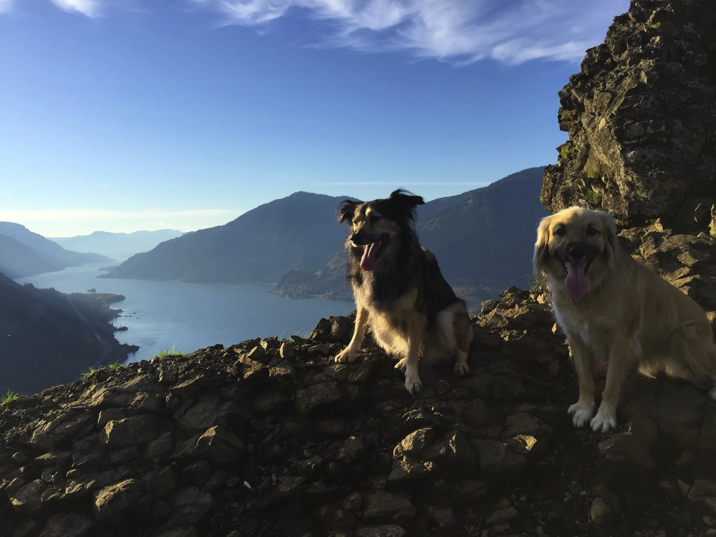 dogsgorge1.jpg