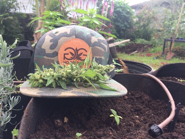 Homegrown fun with Gorge Greenery