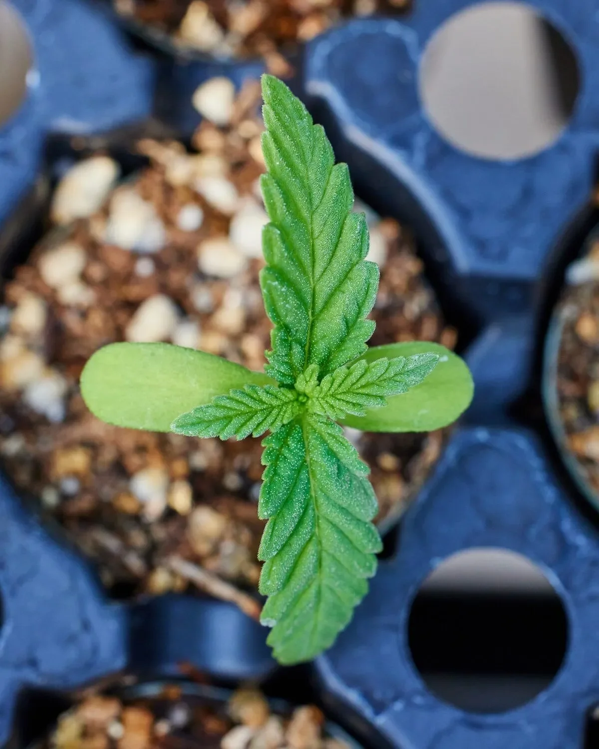 Humboldt Cannabis Seeds in Hood River | Gorge Greenery