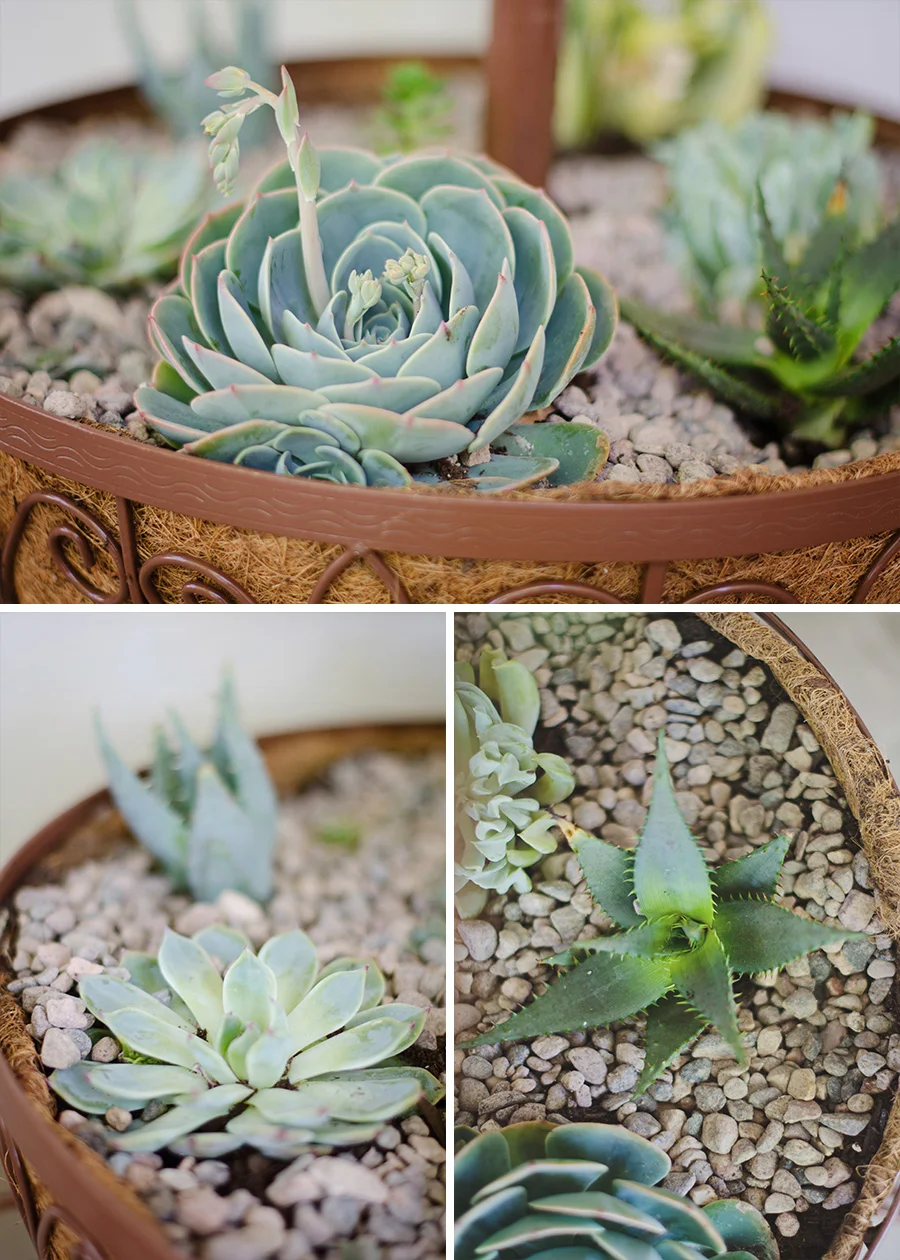 Starting a Succulent Garden | Photos by Stevie Dee Photography