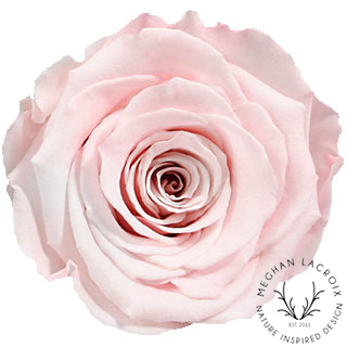 Preserved Rose - Blush Pink.png