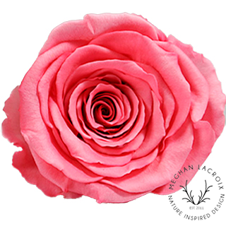 Preserved Rose - Warm Pink.png