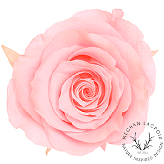Preserved Rose - Bridal Pink.png
