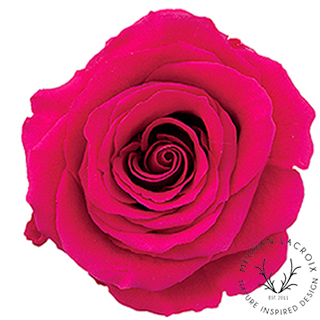 Preserved Rose - Pink Raspberry.png
