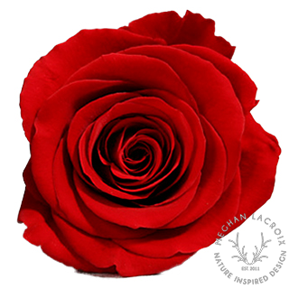 Preserved Rose - Burgundy.png