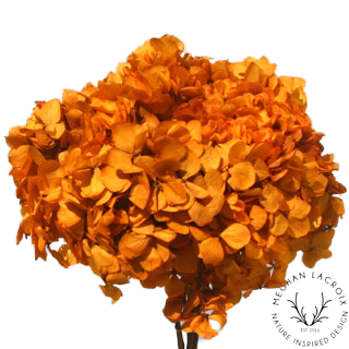 Preserved Hydrangeas - Autumn.png