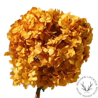 Preserved Hydrangeas - Aspen Gold.png