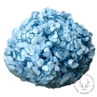Preserved Hydrangeas - Light Blue.png