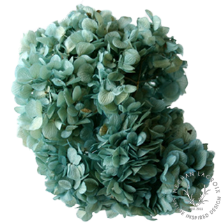 Preserved Hydrangeas - Aqua Blue.png