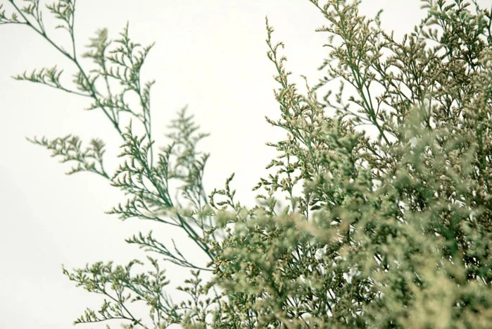 Caspia Banner.jpg