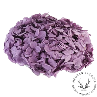 Preserved Hydrangeas - Lavender.png