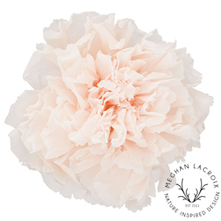 Preserved Carnations - Creamy White.png