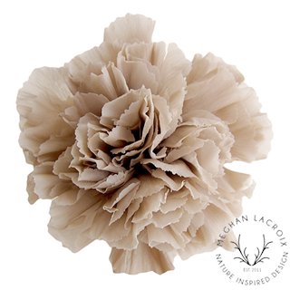 Preserved Carnations - Hazelnut.png