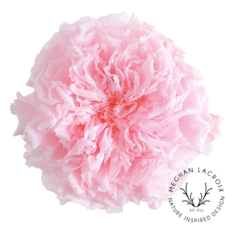 Preserved Carnations - Pink.png