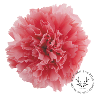 Preserved Carnations - Pink Opal.png