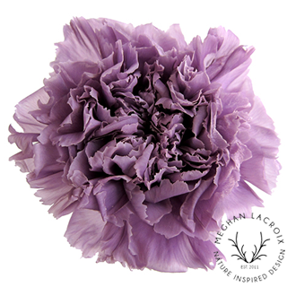 Preserved Carnations - Lavender.png
