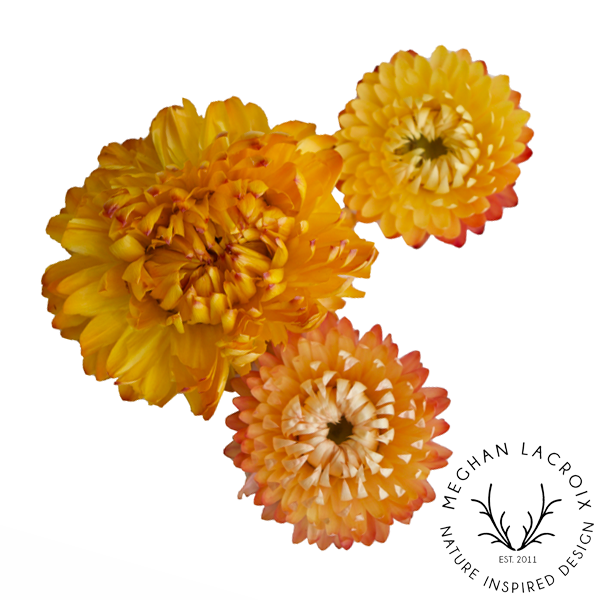 Preserved Straw Flowers - Autumn.png