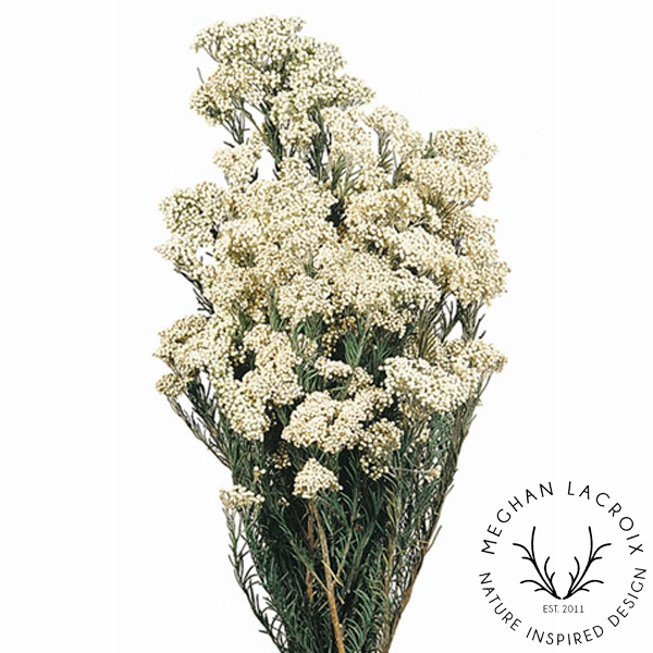 Preserved Rice Flowers - White.png