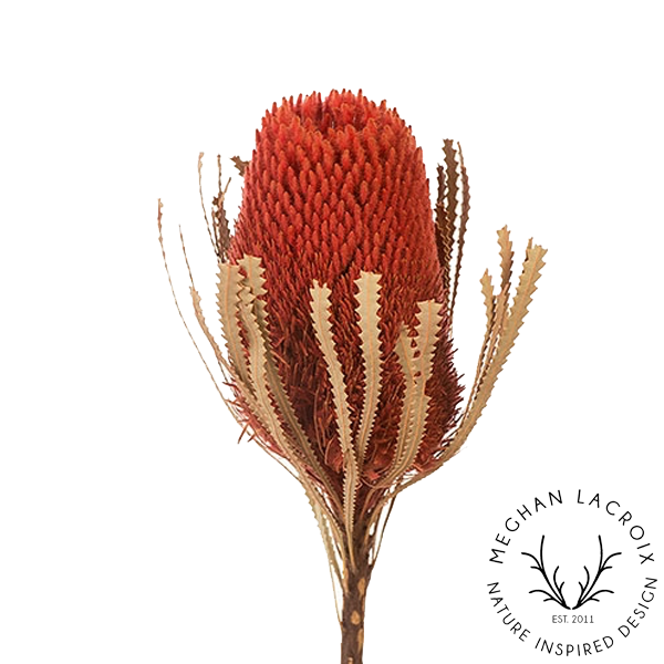 Preserved Banksia Hookerana - Burnt Orange.png