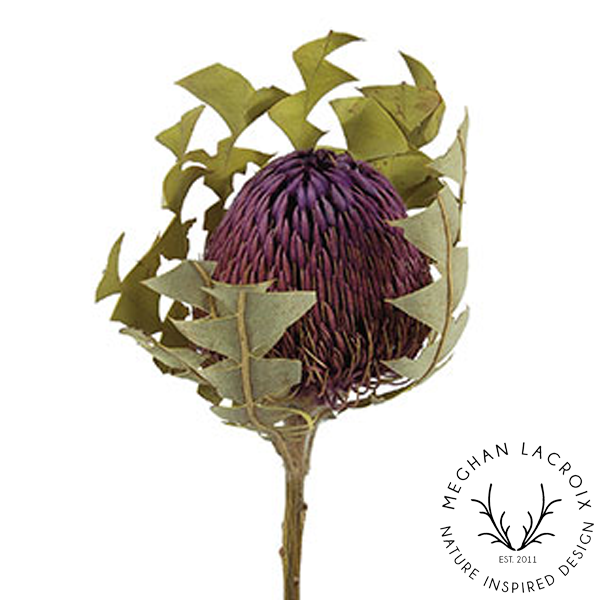 Preserved Banksia Baxteri - Purple.png