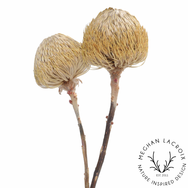 Preserved Banksia - Natural.png