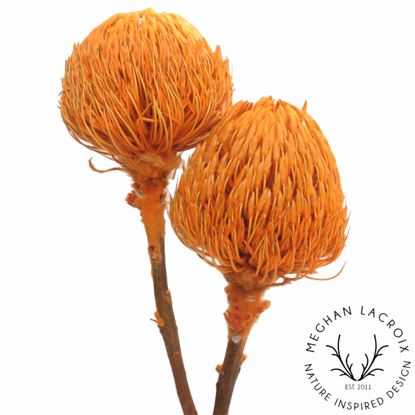 Preserved Banksia - Orange.png