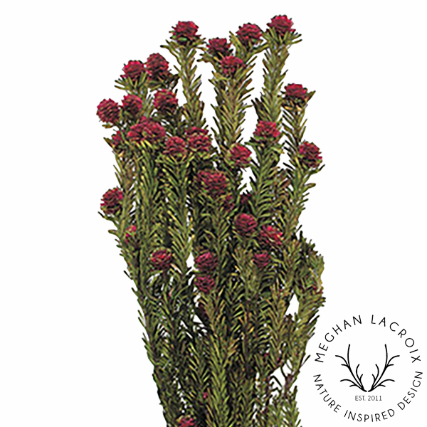 Preserved Female Tortum - Merlot.png
