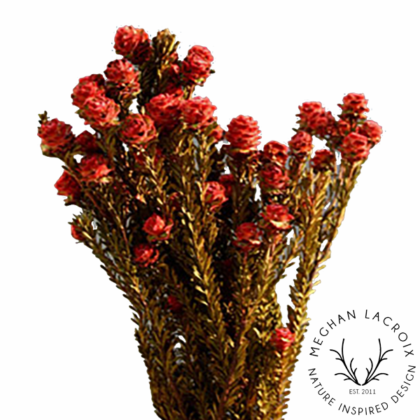Preserved Female Tortum - Red.png