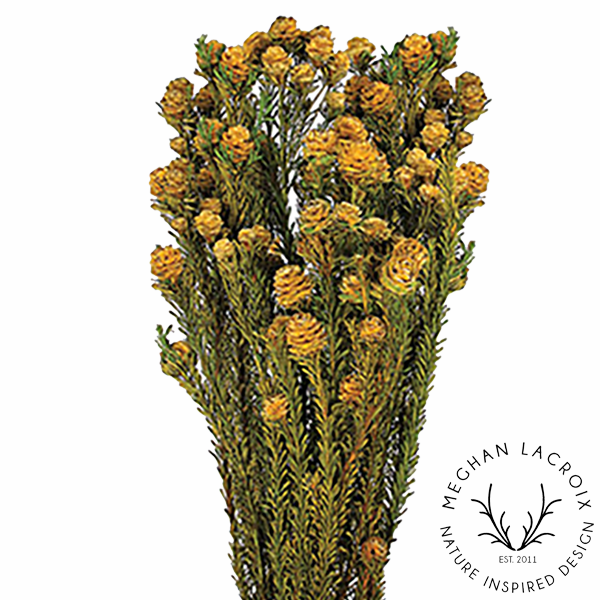 Preserved Female Tortum - Yellow.png