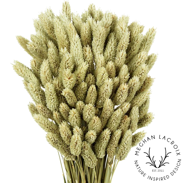 Preserved Phalaris.png
