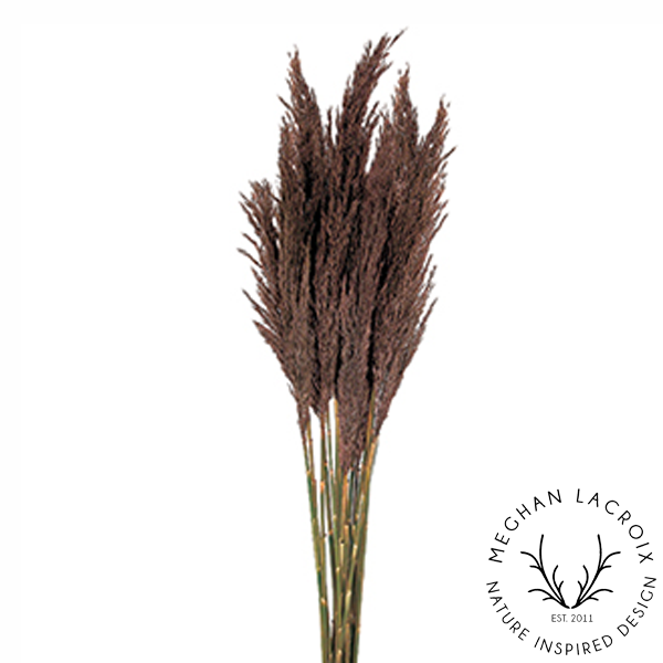 Preserved Plume Reed Grass - Chocolate.png