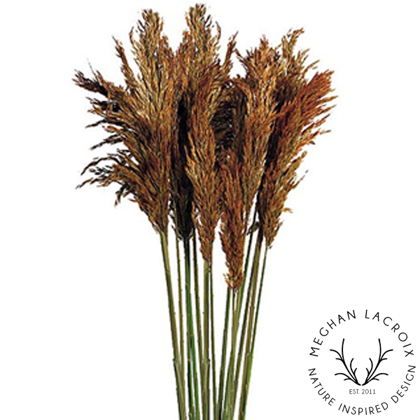 Preserved Plume Reed Grass - Autumn.png