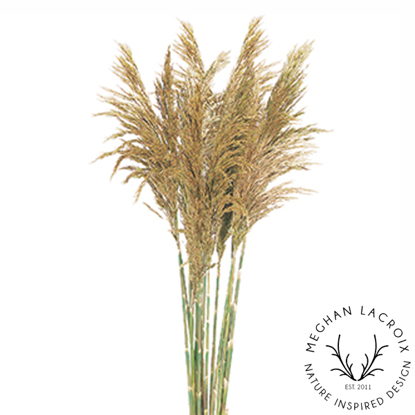 Plume Reed Grass - Natural.png